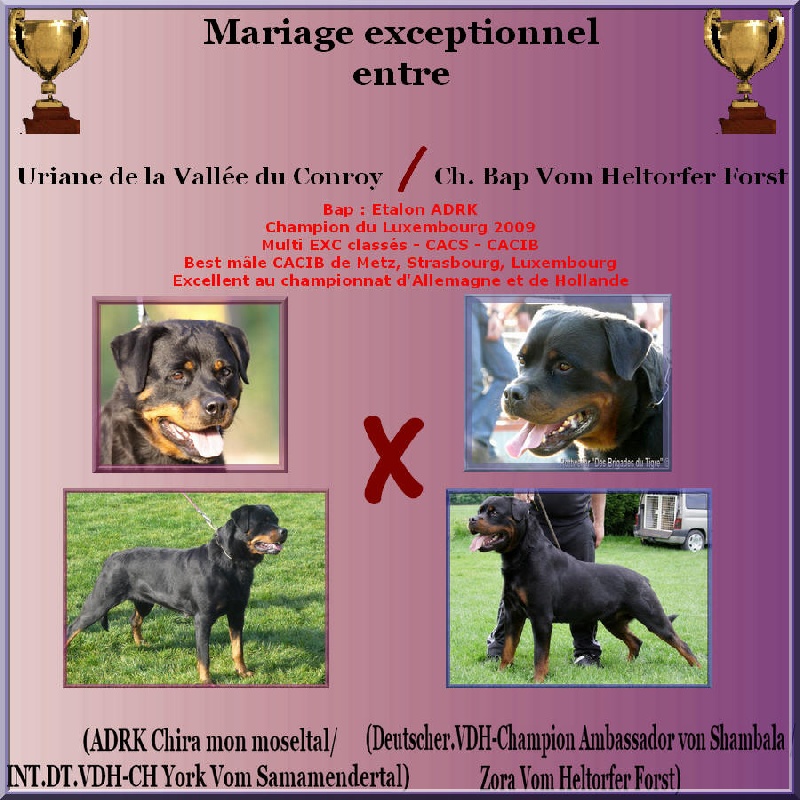 du rocher de Mutzig - Rottweiler - Portée née le 08/02/2010